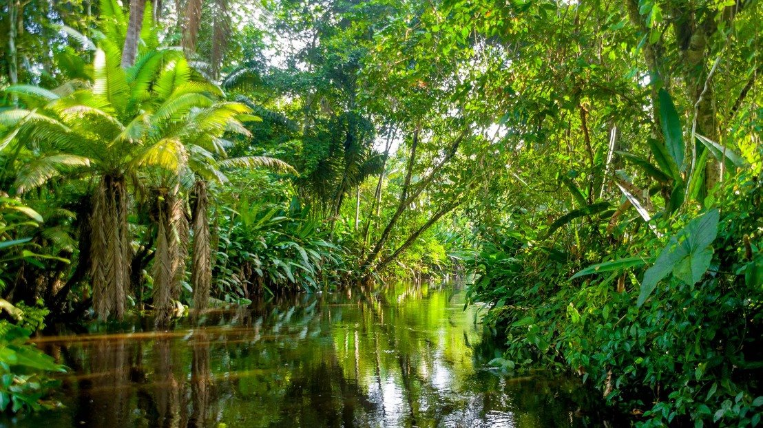 Phát hiện 47.000 kg vàng dưới các cây- Ảnh 1.