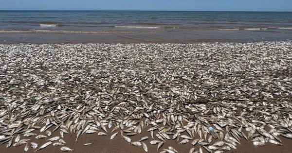 Hàng triệu con cá đang gặp hiện tượng lạ bên bờ biển, chuyên gia cảnh báo: Chuyện này có thể gây ra hậu quả khủng khiếp cho nhân loại texas gulf coast beaches 1762404836729787459335 0 76 1152 1919 crop 17624049733601225727084 1762409792918 176240979315221341 1 0 479 764 crop 17624098229671516937712jpg