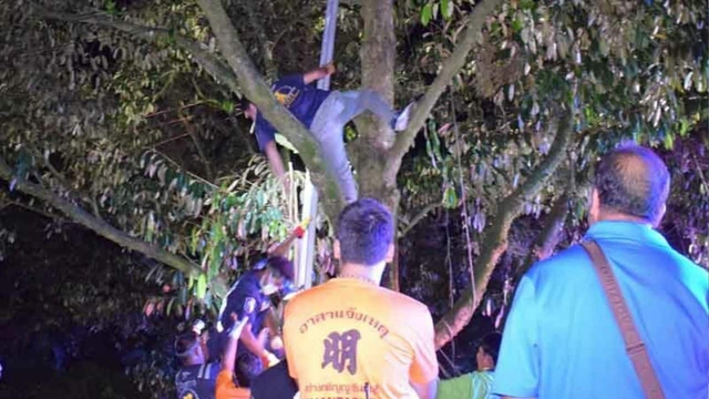 Tối vẫn không thấy con trai trở về, mẹ đi tìm thì ngất xỉu khi thấy con đang nằm bất động trên cây- Ảnh 1.