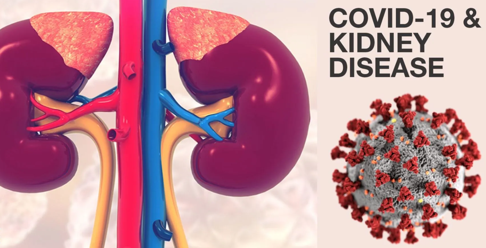 Tác động bất ngờ của vaccine COVID-19 đến chức năng thận- Ảnh 1.