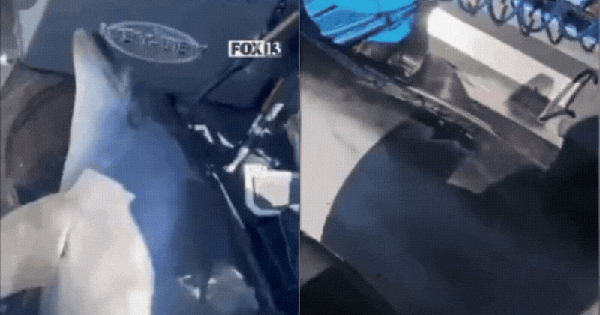 Video: Khoảnh khắc cá heo nặng hơn 400 cân “nhảy nhầm” lên thuyền, ngư dân có pha giải cứu nghẹt thở thiet ke chua co ten 2 17413351136861830541830 1741335775850 1741335775936778263755gifpng