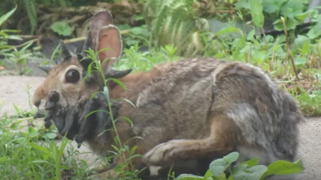Sinh vật mọc 'sừng' kỳ dị liên tục xuất hiện giữa nước Mỹ: Cư dân lo sợ khiến giới khoa học vào cuộc- Ảnh 2.