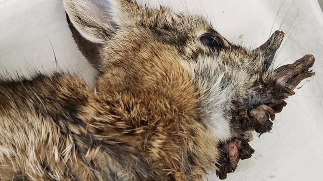 Sinh vật mọc 'sừng' kỳ dị liên tục xuất hiện giữa nước Mỹ: Cư dân lo sợ khiến giới khoa học vào cuộc- Ảnh 4.