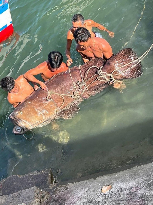 Ngư dân tình cờ bắt được Ngư dân tình cờ bắt được