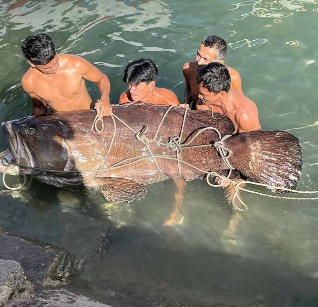 Ngư dân tình cờ bắt được Ngư dân tình cờ bắt được