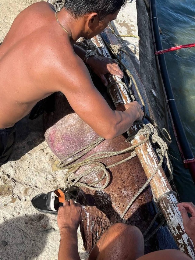 Ngư dân tình cờ bắt được Ngư dân tình cờ bắt được