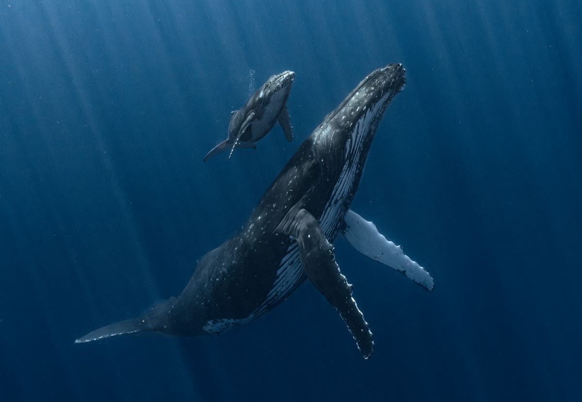 "Thủy quái" khổng lồ bất ngờ lao đến dưới biển sâu: Thợ lặn suýt bị nuốt chửng trong tích tắc thuy quai 4 17628358637661429787563 1762850037464 1762850037894611047701