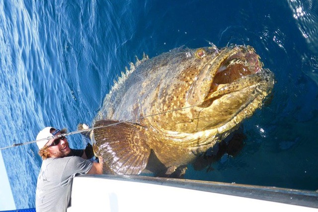 Ngư dân tình cờ bắt được Ngư dân tình cờ bắt được