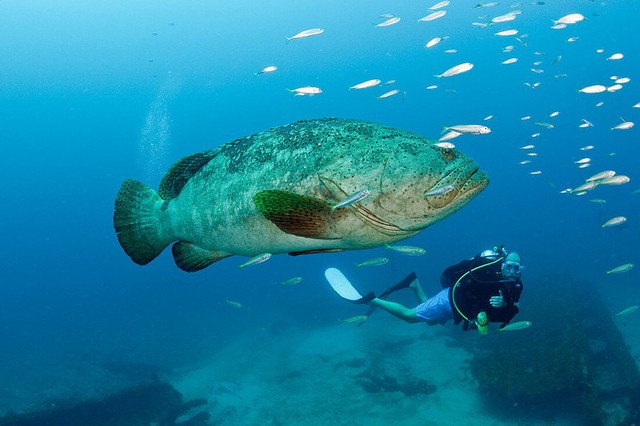 Ngư dân tình cờ bắt được Ngư dân tình cờ bắt được