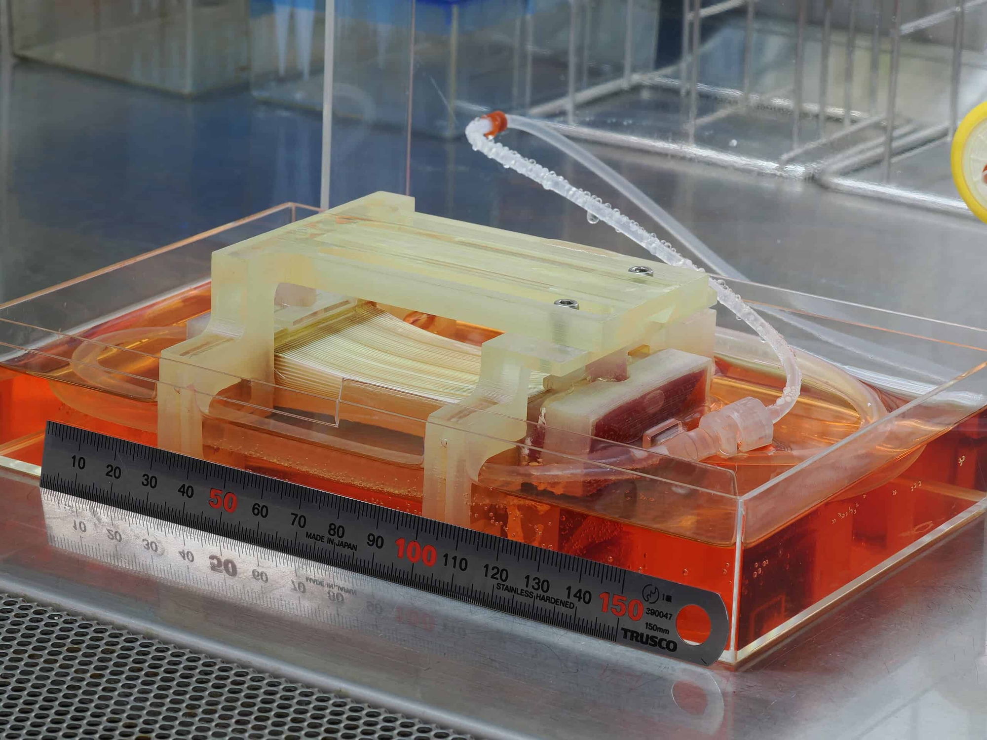 Đây là miếng thịt nhân tạo lớn nhất loài người từng nuôi cấy được: Thật bất ngờ, các nhà khoa học Nhật Bản đã