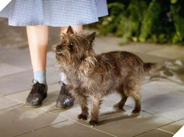 Ác Mộng Từ Những Câu Chuyện Đằng Sau Hậu Trường Phim The Wizard of Oz Phần 3