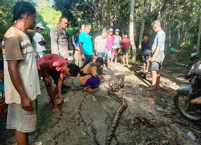 Thảm kịch ở đảo du lịch Đông Nam Á: Tìm thấy thi thể người đàn ông trong bụng con trăn dài gần 9 mét- Ảnh 2. Thảm kịch ở đảo du lịch Đông Nam Á: Tìm thấy thi thể người đàn ông trong bụng con trăn dài gần 9 mét- Ảnh 2.