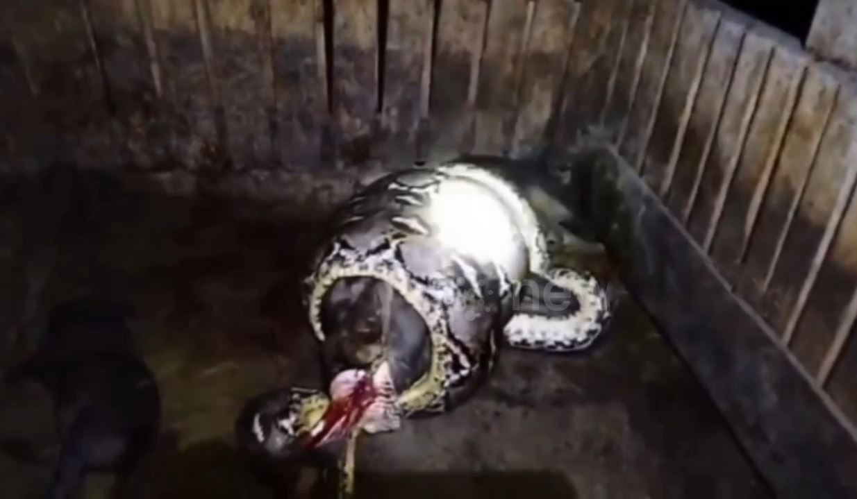 Nghe tiếng động trong đêm, người đàn ông ra kiểm tra thì sốc nặng- Ảnh 1. Nghe tiếng động trong đêm, người đàn ông ra kiểm tra thì sốc nặng- Ảnh 1.