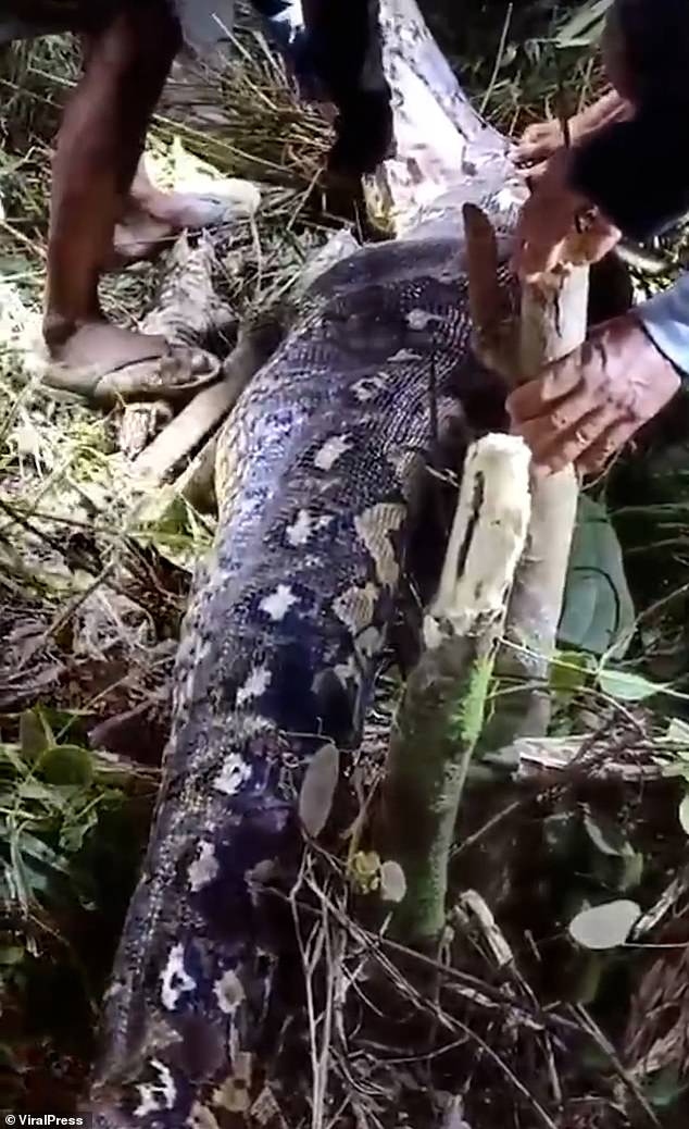 Mổ bụng trăn, người dân sốc nặng khi nhìn thấy thứ bên trong- Ảnh 1.