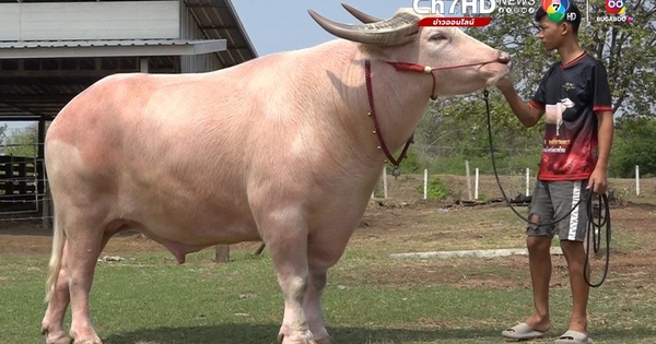 Con trâu bạch tạng được trả 3,9 tỷ đồng, người đàn ông quyết không bán trau bach tang 1749530021804674097022 1749545298301 17495452986582024952519 0 0 600 960 crop 17495453158141889072002jpg