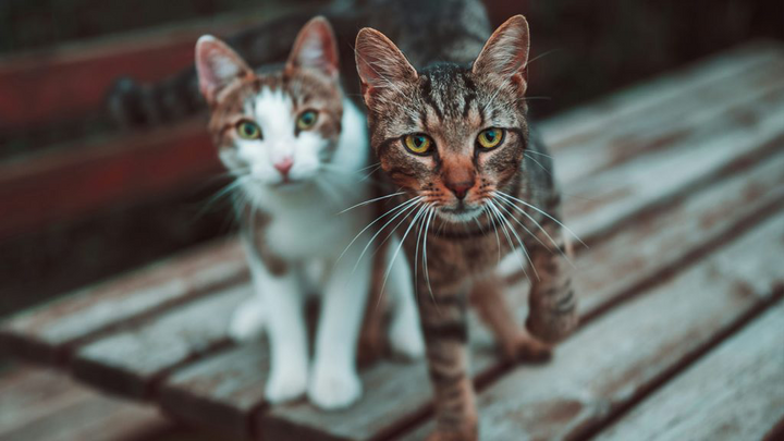 Sau ly hôn vẫn phải chu cấp tiền nuôi mèo cho vợ cũ suốt 10 năm- Ảnh 1.