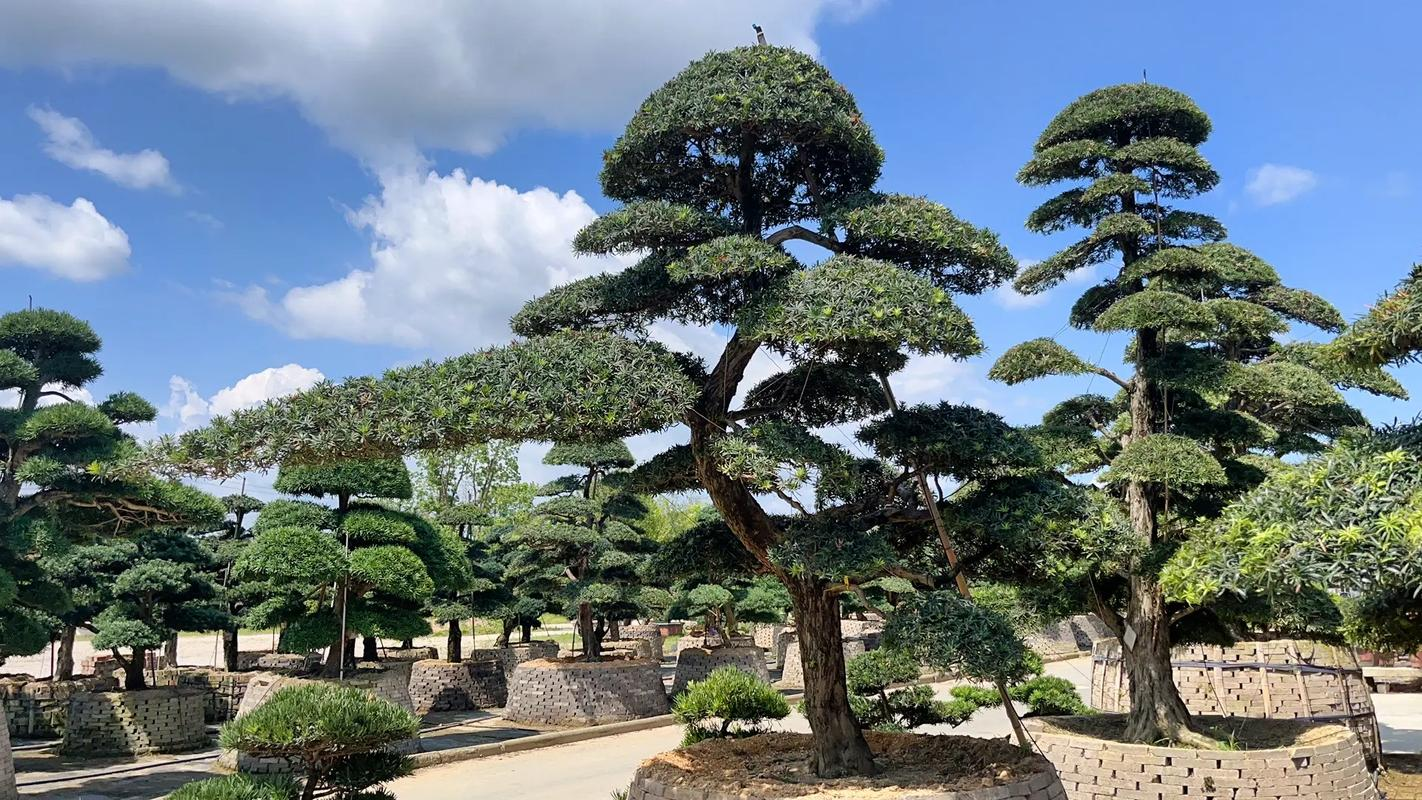 Cây tùng la hán trị giá 290 triệu đồng đột nhiên héo chết, người đàn ông kiện hàng xóm, tòa tuyên bố: 1 bên phải bồi thường toàn bộ- Ảnh 1.