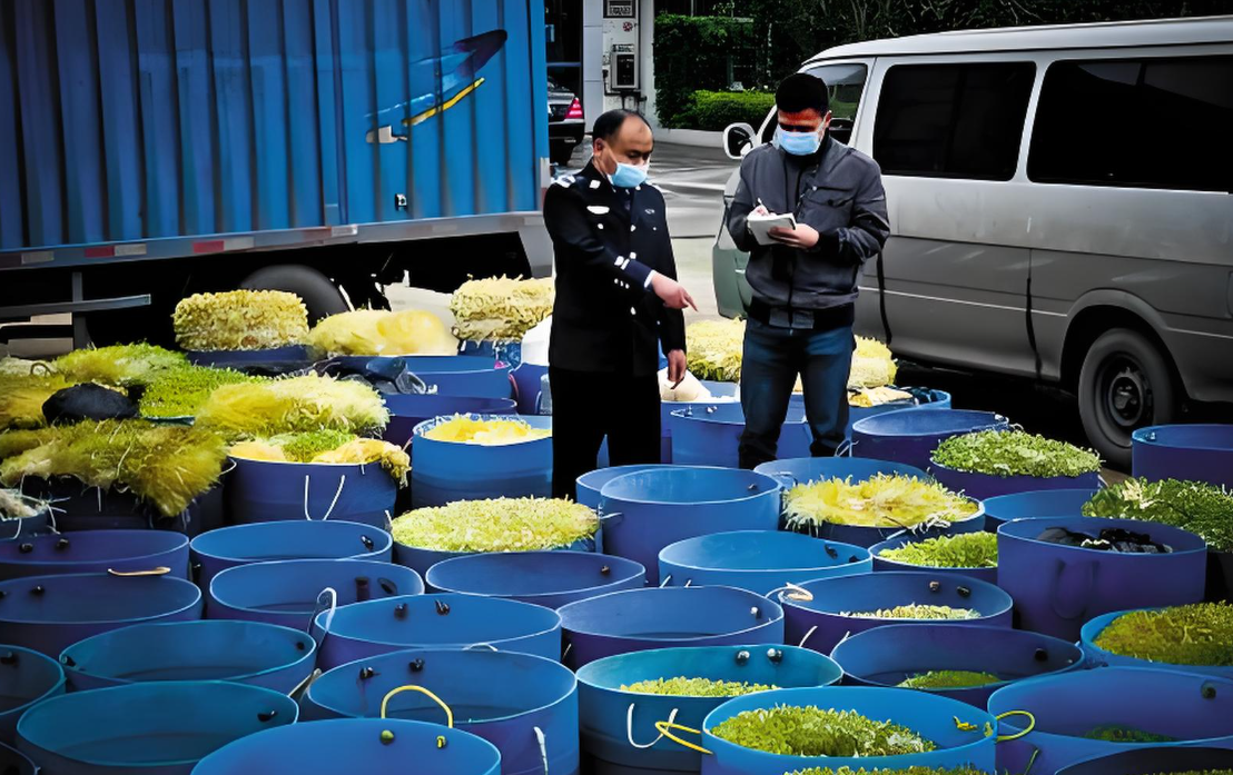 Theo dõi căn nhà chỉ sáng đèn vào 4h sáng, triệt phá xưởng ủ giá đỗ bằng hóa chất độc hại: Tịch thu 2,5 tấn giá chuẩn bị bán cho siêu thị, nhà hàng- Ảnh 1.