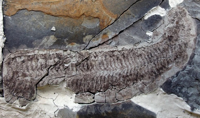 Hiện ra như xác ướp sau 444 triệu năm, sinh vật lạ gây sửng sốt- Ảnh 1. Hiện ra như xác ướp sau 444 triệu năm, sinh vật lạ gây sửng sốt- Ảnh 1.