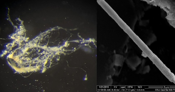 Phát hiện sinh vật lạ hoạt động như dây điện sống untitled 17465911437211575843563 1746602685342 1746602685490956254094 0 16 667 1083 crop 17466027113301720823992jpg