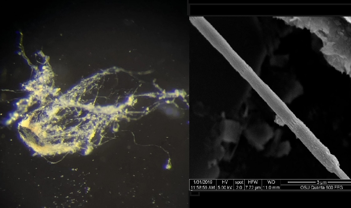 Phát hiện sinh vật lạ hoạt động như dây điện sống- Ảnh 1.