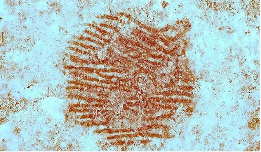 Bí ẩn dấu vân tay đỏ và “chân dung tự họa” của người khác loài- Ảnh 1.