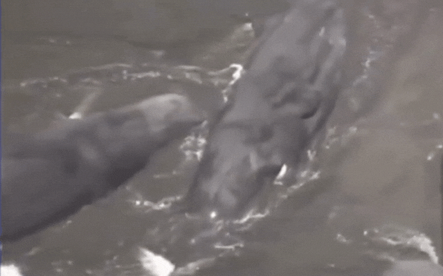 Cá voi mắc cạn hàng loạt bí ẩn sau động đất và sóng thần: Đây là điềm báo gì?- Ảnh 2.