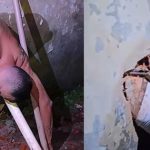 Tù nhân vượt ngục kẹt trong tường vì đào lỗ quá bé, phải gọi cảnh sát giải cứu untitled design 12 08315080 1750563402523 1750563402828285594736 0 28 405 676 crop 17505634287801158219092jpg