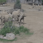 Động đất 5,2 độ richter, đàn voi nhanh chóng quây thành vòng tròn, biết lý do tất cả đều vỡ oà thán phục untitled design 1744779847985533348264 1744790295723 17447902958931874507161 0 0 477 764 crop 17447903701891827107004gifpng