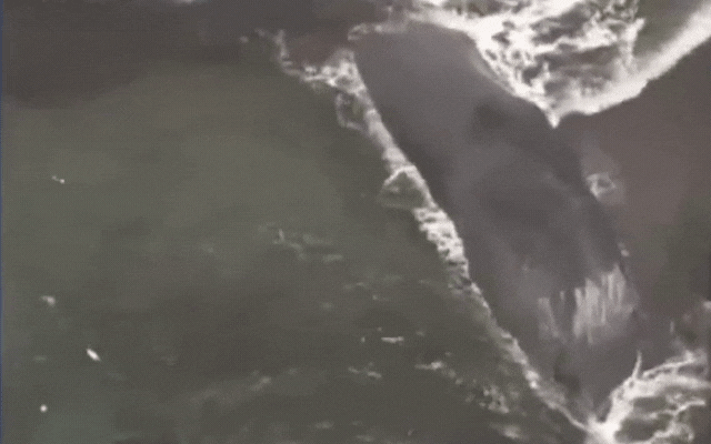 Cá voi mắc cạn hàng loạt bí ẩn sau động đất và sóng thần: Đây là điềm báo gì?- Ảnh 1.