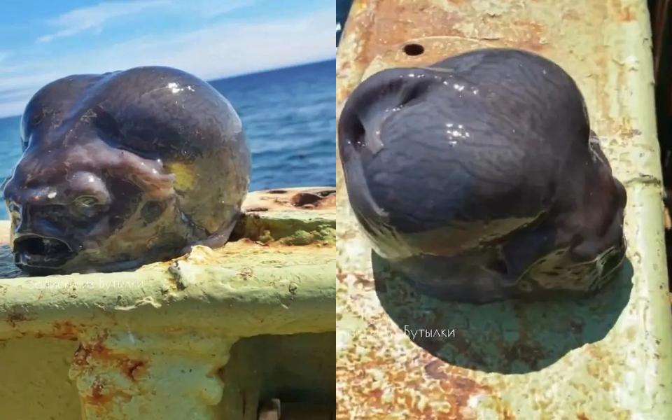 Chấn động sinh vật kì dị được ngư dân vớt lên từ đáy biển: Là dấu vết của người ngoài hành tinh?- Ảnh 1. Chấn động sinh vật kì dị được ngư dân vớt lên từ đáy biển: Là dấu vết của người ngoài hành tinh?- Ảnh 1.