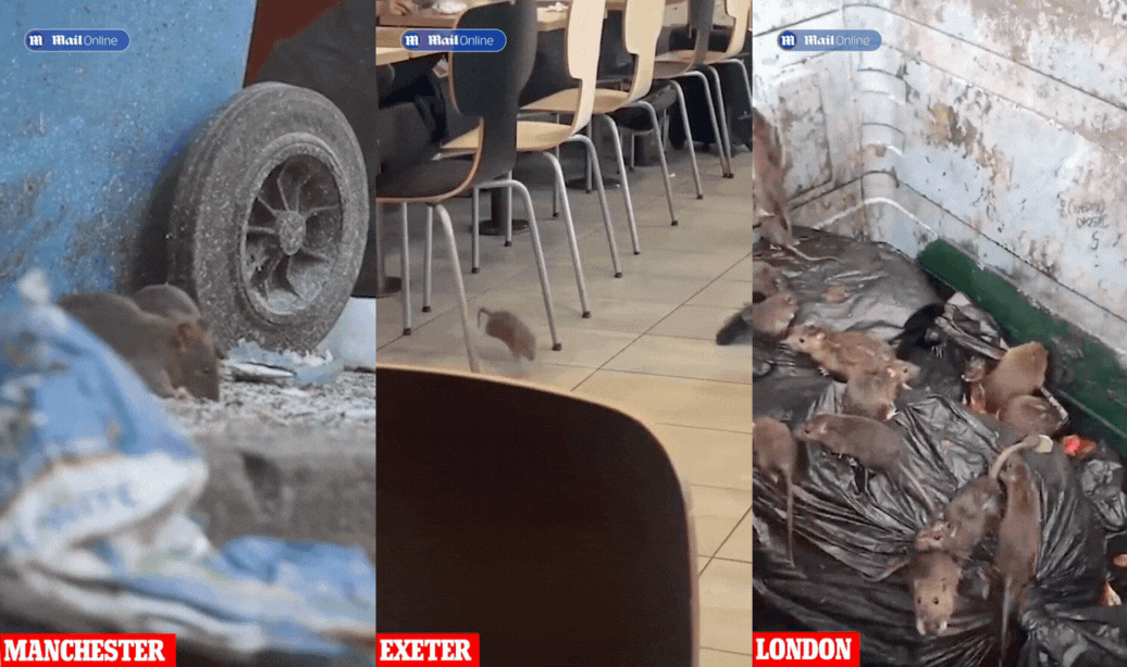 Anh: Phát hiện chuột khổng lồ dài hơn nửa mét ở khắp nơi- Ảnh 4. Anh: Phát hiện chuột khổng lồ dài hơn nửa mét ở khắp nơi- Ảnh 4.