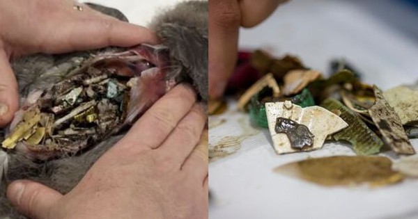 Phát hiện kinh hãi: 778 mảnh nhựa trong dạ dày chú chim trên đảo hoang sơ nhất 27 Phát hiện kinh hãi: 778 mảnh nhựa trong dạ dày chú chim trên đảo hoang sơ nhất untitled design 8 11143922 1747902740449 17479027407201072721811 0 37 405 685 crop 1747902755197366893290jpg