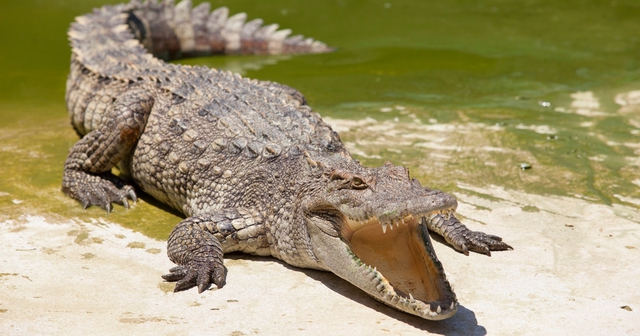 Đi tắm sông rồi mất tích, 1 ngày sau người đàn ông được tìm thấy trong tình trạng khiến gia đình ngã quỵ- Ảnh 2. Đi tắm sông rồi mất tích, 1 ngày sau người đàn ông được tìm thấy trong tình trạng khiến gia đình ngã quỵ- Ảnh 2.