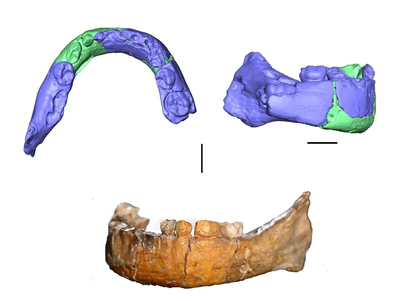 Tìm ra con lai F1 của người hiện đại và một loài khác ở Israel- Ảnh 2. Tìm ra con lai F1 của người hiện đại và một loài khác ở Israel- Ảnh 2.
