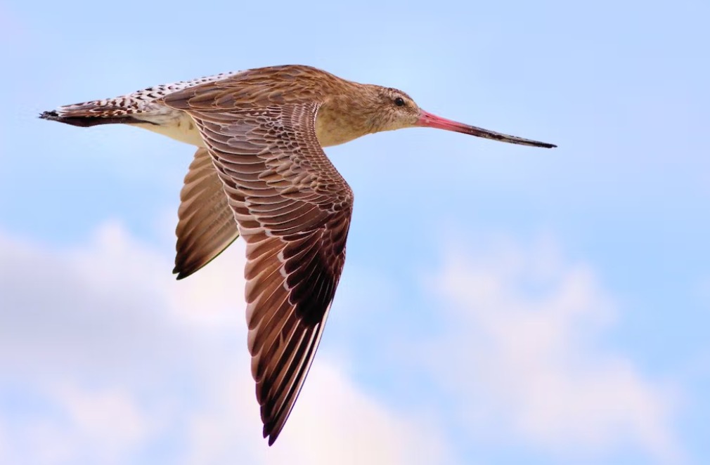 Loài chim bay liền 11 ngày không ăn uống, vượt 13.560 km và sống sót nhờ ăn nội tạng của chính mình- Ảnh 2.
