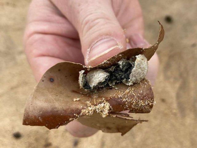 Australia vội vã đóng cửa 9 bãi biển vì phát hiện vật thể lạ trôi dạt vào bờ- Ảnh 2. Australia vội vã đóng cửa 9 bãi biển vì phát hiện vật thể lạ trôi dạt vào bờ- Ảnh 2.