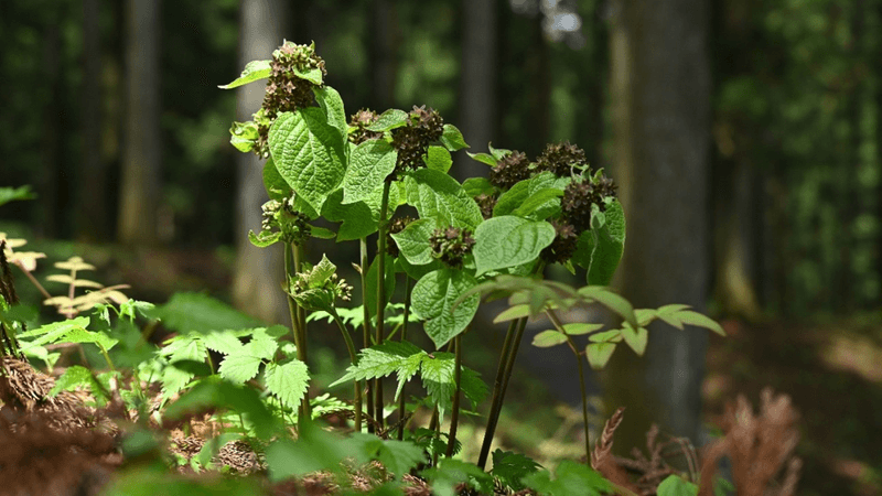 Loài cây biết tạo ra