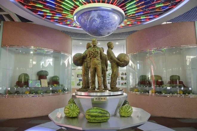 Lần thứ 5 trở thành 'Vua dưa hấu' nhờ thu được quả khủng gần trăm cân - 3