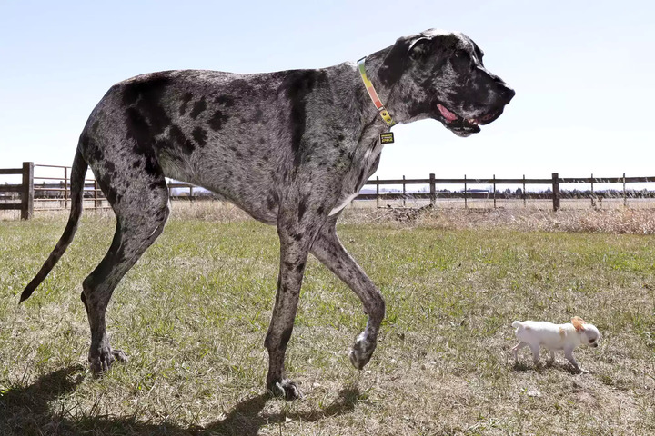 Hai chú chó cao nhất và lùn nhất thế giới gặp nhau- Ảnh 2.