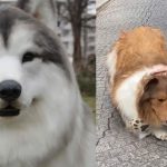 Vườn thú cho phép người hóa trang thành chó, phí lên đến 7,8 triệu đồng youtuber zoo dog costume visitors animals 18285697 1738551232057 17385512323411888674530 0 11 405 659 crop 1738551465963673212813jpg