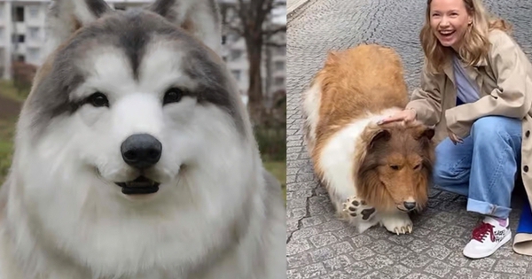 Vườn thú cho phép người hóa trang thành chó, phí lên đến 7,8 triệu đồng 29 Vườn thú cho phép người hóa trang thành chó, phí lên đến 7,8 triệu đồng youtuber zoo dog costume visitors animals 18285697 1738551232057 17385512323411888674530 0 11 405 659 crop 1738551465963673212813jpg