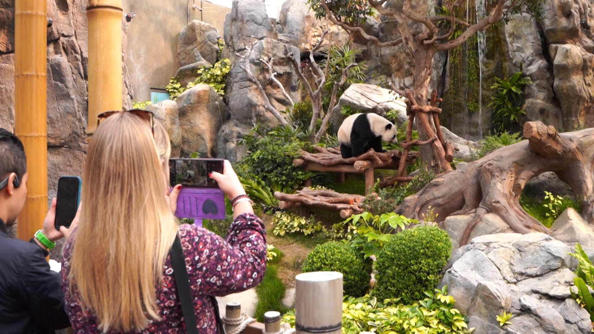 Hàng dài du khách xếp hàng, hào hứng được ghé thăm cặp gấu trúc song sinh siêu đáng yêu ở Hồng Kông (Trung Quốc)- Ảnh 16. Hàng dài du khách xếp hàng, hào hứng được ghé thăm cặp gấu trúc song sinh siêu đáng yêu ở Hồng Kông (Trung Quốc)- Ảnh 16.