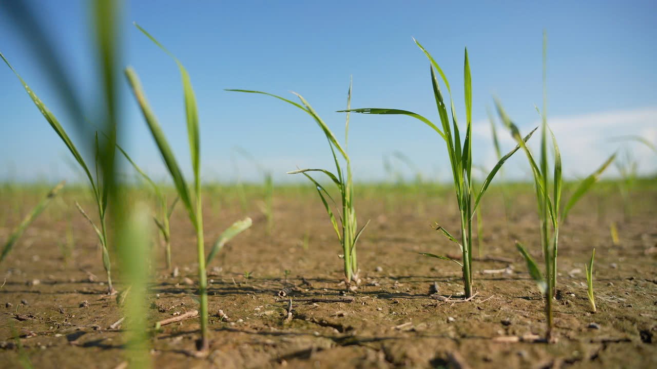 Việt Nam tặng món quà