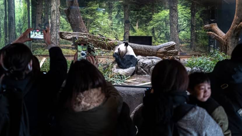 Hàng dài người dân Nhật Bản xúc động xếp hàng chia tay cặp gấu trúc sinh đôi quay trở về Trung Quốc, sở thú có thể thiệt hại tới 3.400 tỷ đồng/năm- Ảnh 6.
