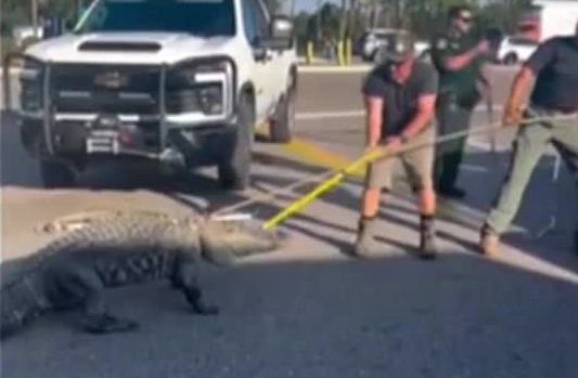 Cá sấu khổng lồ đi lạc khiến nhiều người hoảng hốt- Ảnh 1. Cá sấu khổng lồ đi lạc khiến nhiều người hoảng hốt- Ảnh 1.