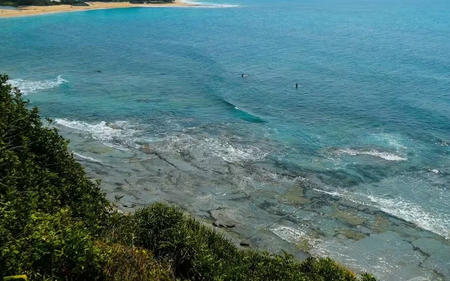 Phát hiện xác sinh vật lạ trên bãi biển, da óng ánh như ngọc trai gây sốc- Ảnh 2.