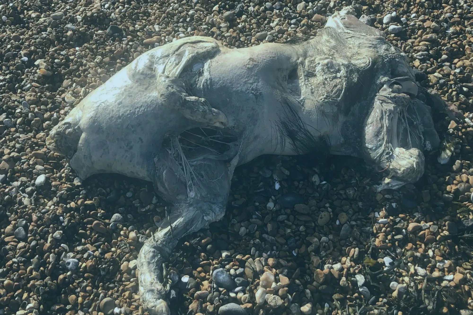 Phát hiện xác sinh vật lạ trên bãi biển, da óng ánh như ngọc trai gây sốc- Ảnh 1.