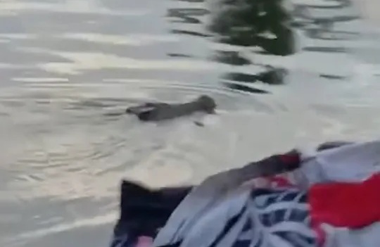 Tắm sông cùng bạn, bé trai 10 tuổi bị