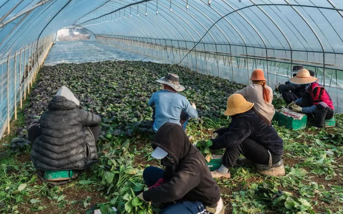 Lao động di cư thu hoạch và đóng gói rau củ trong nhà kính ở Gasan-myeon, Hàn Quốc (Ảnh: The New York Times)